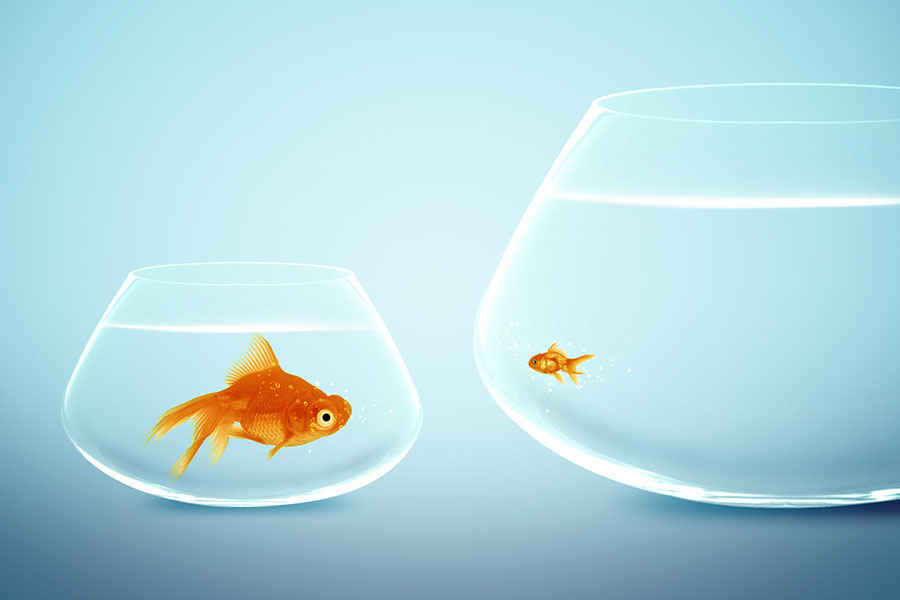 A large fish in a small bowl beside a small fish in a large bowl